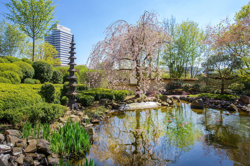 Idyllische Szene mit Steinlaterne und Kirschblüte Sakura und Teichkarpfen im Japanischen Garten in Kaiserslautern